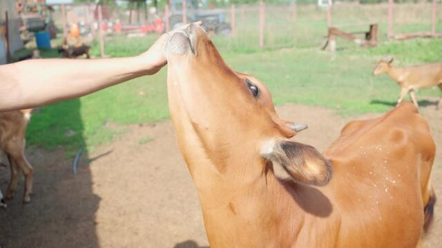 A young cow licks the farmer's hand. veterinarian Cute brown calf with horns. Pet love. Veal tenderness. Dairy products, beef. Natural products. Healthy food. Agricultural products, livestock, cattle