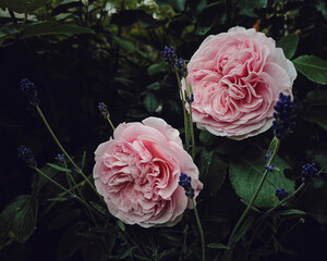 Beautiful pink roses and lavender
