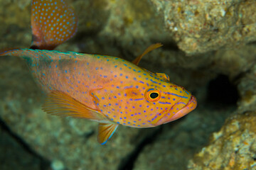 美しい魚　久米島　沖縄　ハタ