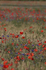 Fototapeta na wymiar barley field with poppies