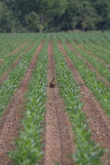 Fototapeta na wymiar rabbit in a corn filed