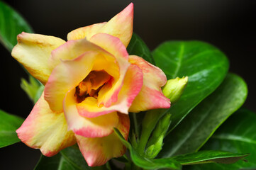 close up adenium yellow rose with green leaf