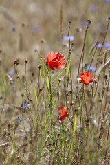 grain field with poppy flower