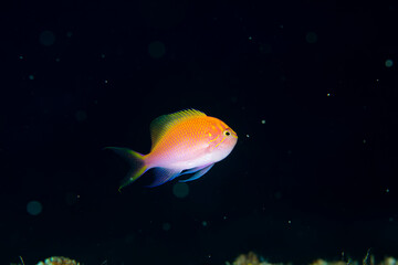 久米島　観光　ハナゴンベ　旅行　海　魚　ダイビング