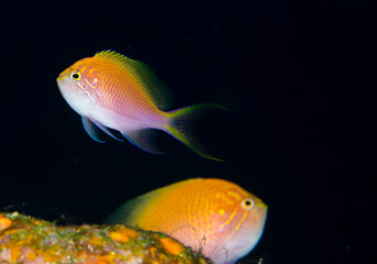 ハナゴンベ　ペア　久米島　旅行　海　魚　ダイビング