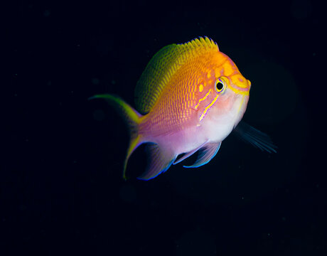 Amazon.co.jp: Photo Index (v. 1-5) (Aquarium Atlas