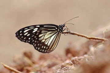 Ideopsis juventa
