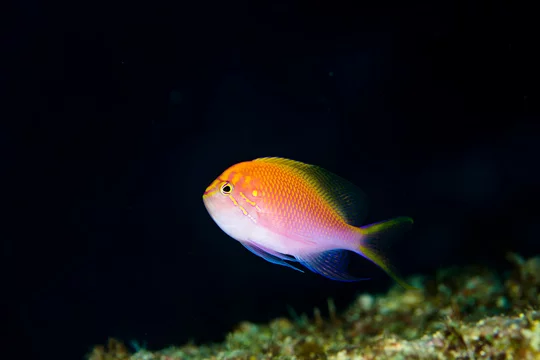 MERGUS AQUARIEN ATLAS Foto Index 1-5