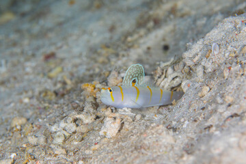 ニチリンダテハゼ　Randall's prawn-goby 　久米島　砂地　沖縄　旅行  観光　海　魚　ダイビング　