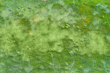 Background with green grass starting to turn yellow. Autumn field with long, wind-swept grass....