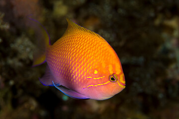 ハナゴンベ  Hawkfish anthias