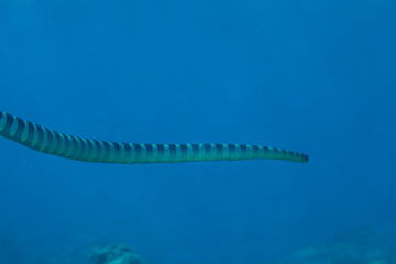 ウミヘビ　久米島　サンゴ　サンゴ礁　沖縄　旅行  観光　海　魚　ダイビング　
