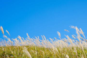 Obraz premium 青空と曽爾高原のススキ