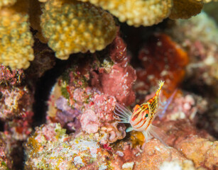 久米島　サンゴ　サンゴ礁　沖縄　旅行  観光　海　魚　サラサゴンベ 　ダイビング　珊瑚