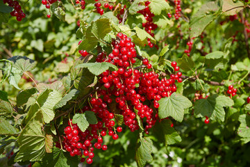 red currants growing in garden