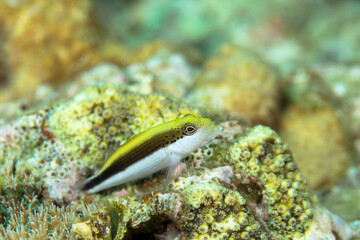 久米島　サンゴ　ホシゴンベ　サンゴ礁　沖縄　旅行  観光　海　魚　ダイビング　珊瑚