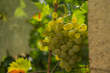 Ripe white Muscat grapes in a vineyard backlit by a warm autumn afternoon sun.