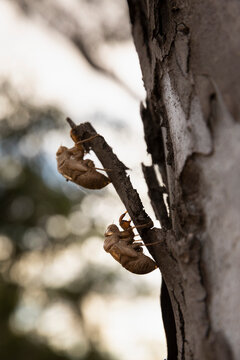 Two brown Cicada husks on tree trunk bark
