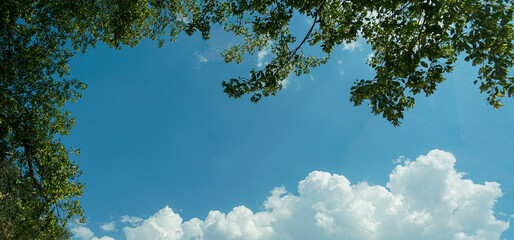 Tree branches and a cloudy sky