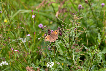 Großes Ochsenauge mit ausgebreiteten Flügeln