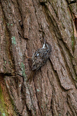Baumläufer seitlich an einen  Baum