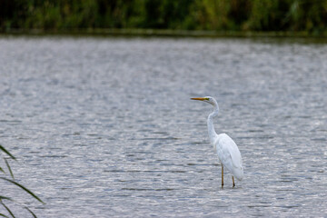 Silberreiher seitlich im Wasser, Nahaufnahme