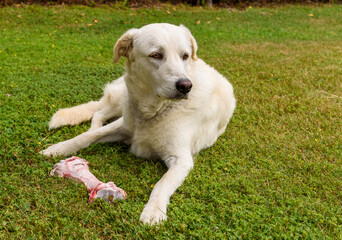 White dog with big raw bone on the grass field.