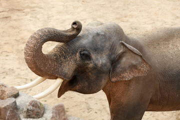 Beautiful elephant in zoo enclosure. Exotic animal