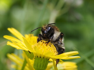 Nektar sammelnde Hummel auf einer gelben Wildblume