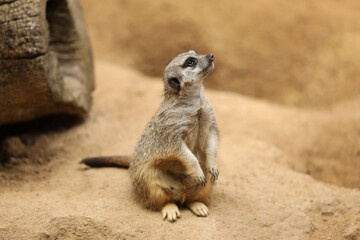 Cute meerkat in zoo enclosure. Exotic animal