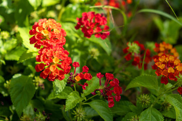 Lantana blooming plant, red yellow flowers background, Camara lantana wild, fresh, evergreen foliage,