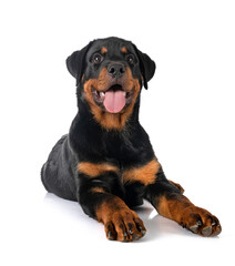 Fototapeta premium puppy rottweiler in studio