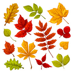 Fototapeta premium Autumn leaves, a set of colorful autumn leaves, leaves of maple, aspen, strawberry, chestnut, oak, linden, raspberry, rowan, elderberry, autumn colors and shades