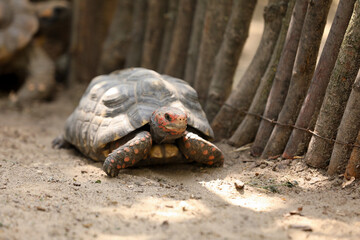 Beautiful tortoise in zoo enclosure. Wild animal