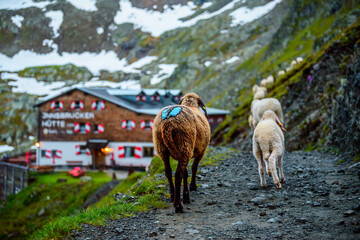 A herd of sheep in Stubai Alps in Austria in a foggy morning passing by a mountain hut. - obrazy, fototapety, plakaty
