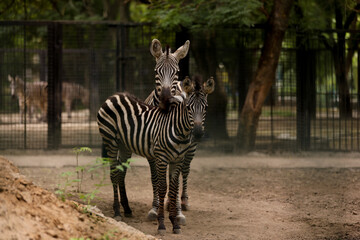 Beautiful zebras in zoo enclosure. Exotic animals