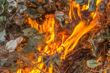 Summer fire in a dry field	