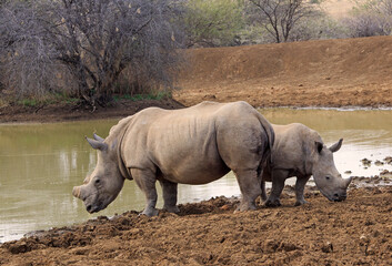 Obraz premium Mother rhino with calf