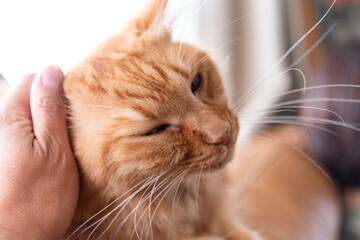 猫を触る　茶トラ猫