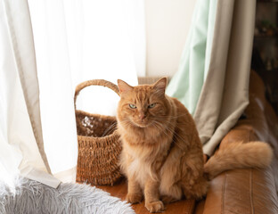 座っている猫　茶トラ猫