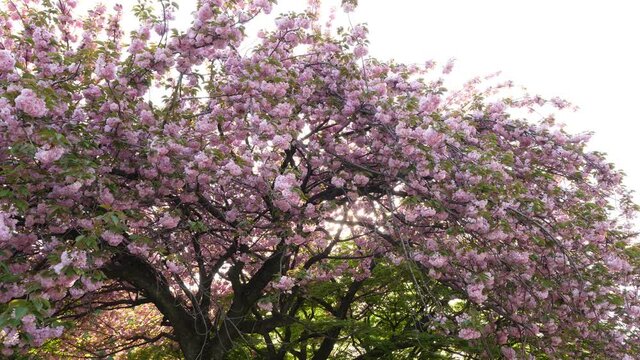 Old oriental cherry tree in flowers, evening sun light flick through crown. Several pink petals fly down, end of Hanami time soon. Blossoming plants at Tokyo park in spring season