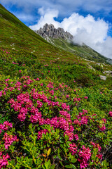The Elferspitze (2505m) in Stubai Alps in Austria in clouds with flowers in the foreground. 