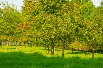 Fototapeta na wymiar Apple trees in an orchard in a green grassy meadow in bright sunlight in summer, Voeren, Limburg, Belgium, September, 2021