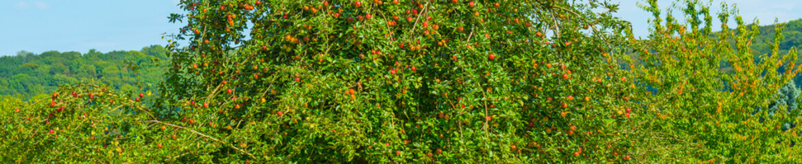 Apple trees in an orchard in a green grassy meadow in bright sunlight in summer, Voeren, Limburg, Belgium, September, 2021