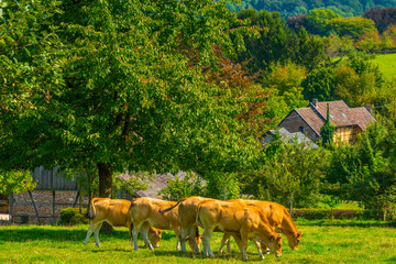 Apple trees in an orchard in a green grassy meadow in bright sunlight in summer, Voeren, Limburg, Belgium, September, 2021