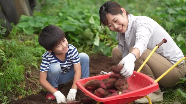	サツマイモを収穫する親子