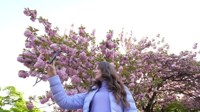 Tourist woman take selfie photograph using smartphone, stand against flowering cherry tree. Visitor enjoy beautiful Hanami time at spring season in Japan