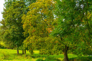 Fototapeta premium Apple trees in an orchard in a green grassy meadow in bright sunlight in summer, Voeren, Limburg, Belgium, September, 2021