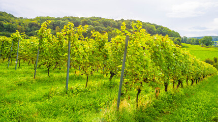 Fototapeta premium Vines growing in a vineyard in a green grassy meadow on a hill in bright sunlight in summer, Voeren, Limburg, Belgium, September, 2021
