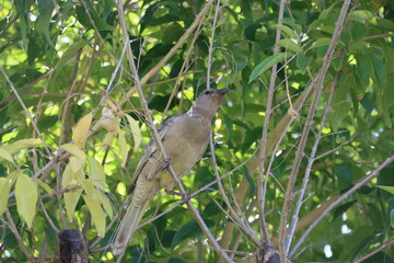 Great Bowerbird (Chamydera nuchalis) in the East Kimberley region of Western Australia.